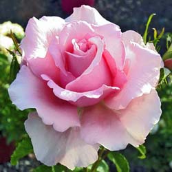 Rose 'Sandrine Qutier'